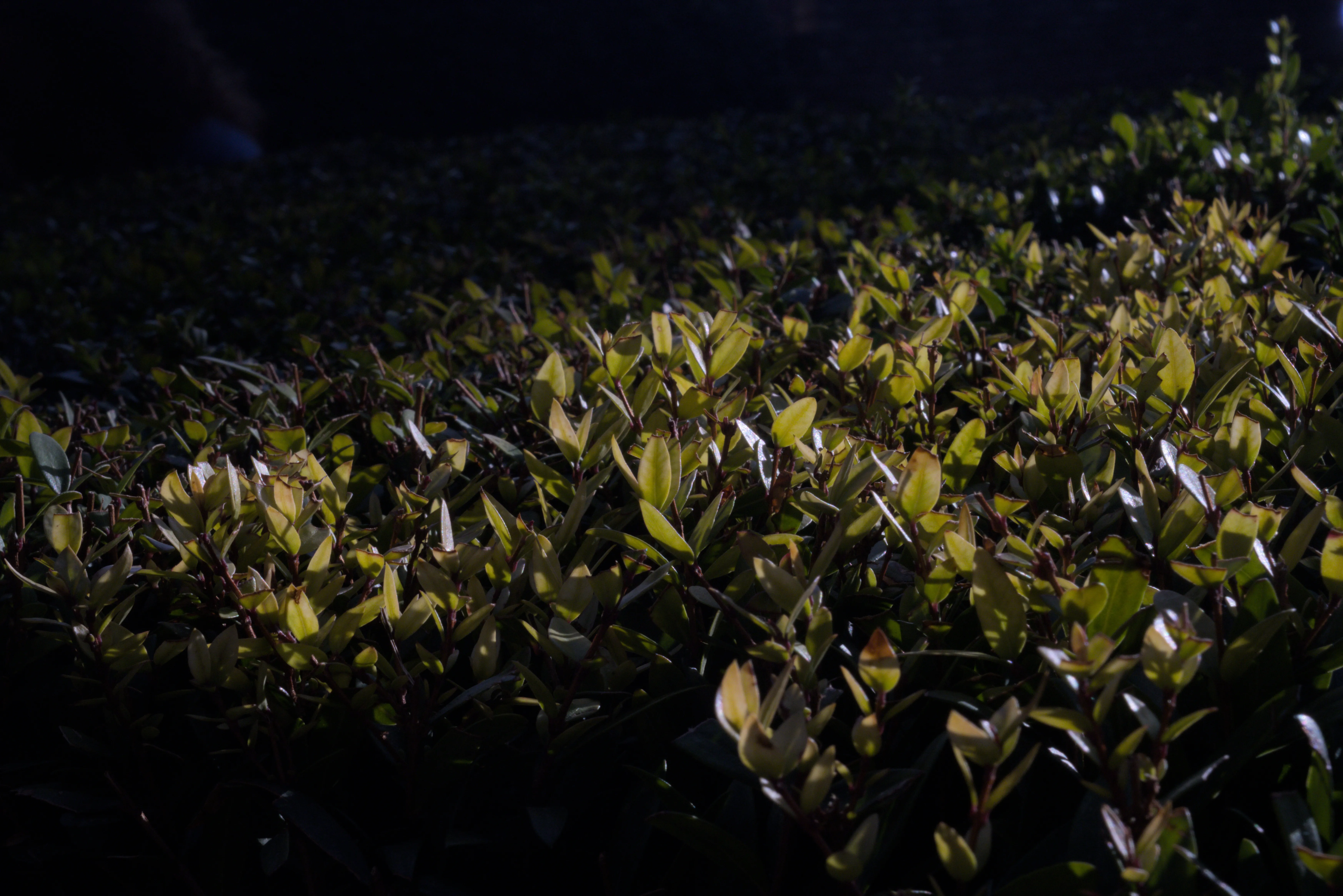 Meyer-Optik Görlitz Primagon 35mm f4.5 (M42) - _I4A7497.webp